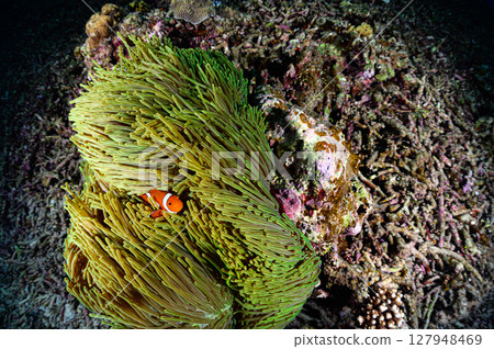 Diving scene in the sea of Iriomote Island 127948469