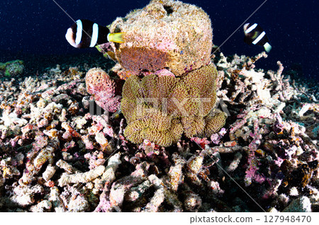 Diving scene in the sea of Iriomote Island 127948470
