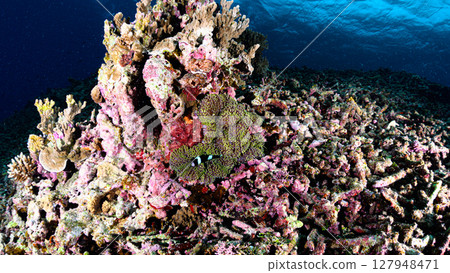 Diving scene in the sea of Iriomote Island 127948471