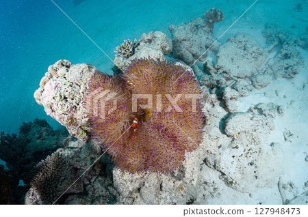 Diving scene in the sea of Iriomote Island Diving scene in the sea of Iriomote Island 127948473