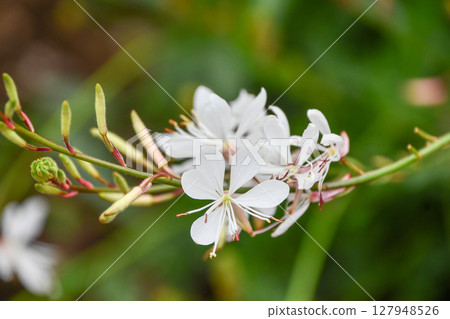 White Gaura 127948526