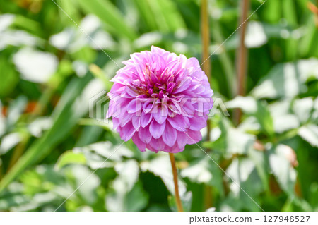 Dahlia 'Otedama' 127948527