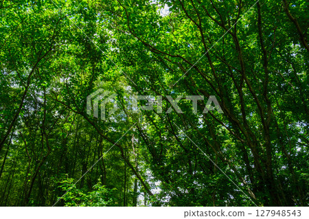 Fresh green in the forest 127948543