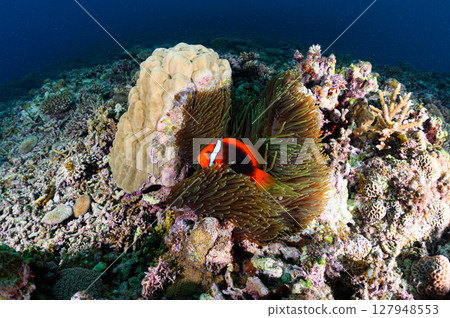 Diving scene in the sea of Iriomote Island 127948553
