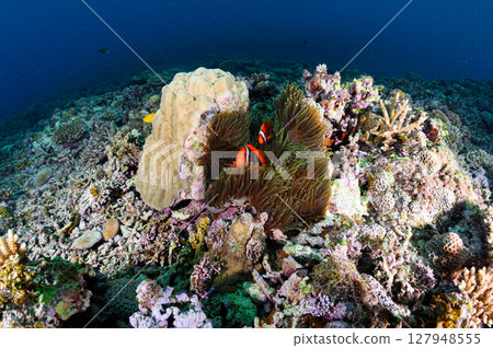 Diving scene in the sea of Iriomote Island Diving scene in the sea of Iriomote Island 127948555