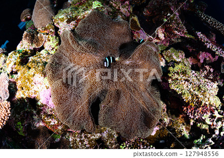 西表島海底潛水風景 127948556