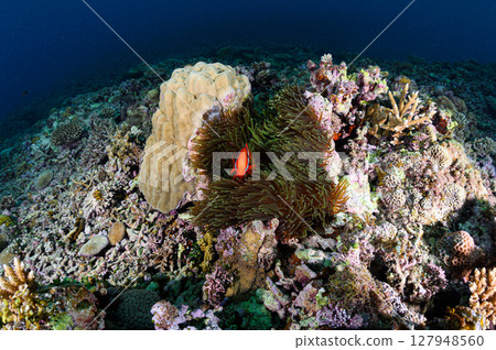Diving scene in the sea of Iriomote Island Diving scene in the sea of Iriomote Island 127948560