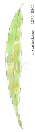 Watercolor illustration of weeping willow leaves 127948805