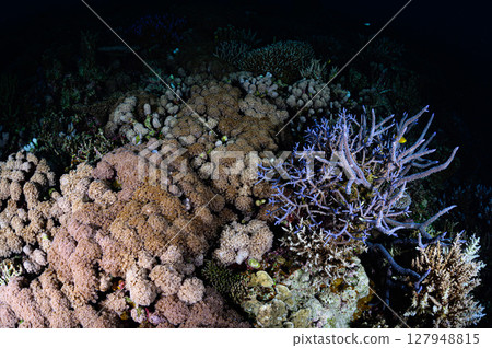 西表島海底潛水風景 127948815