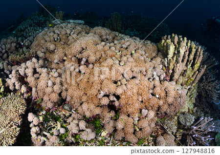 Diving scene in the sea of Iriomote Island Diving scene in the sea of Iriomote Island 127948816