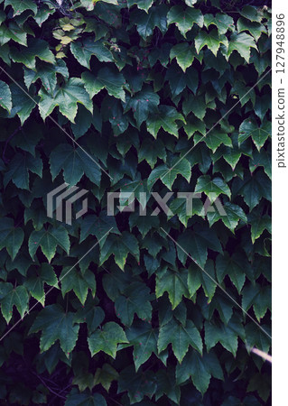 牆面綠化：藤蔓 127948896