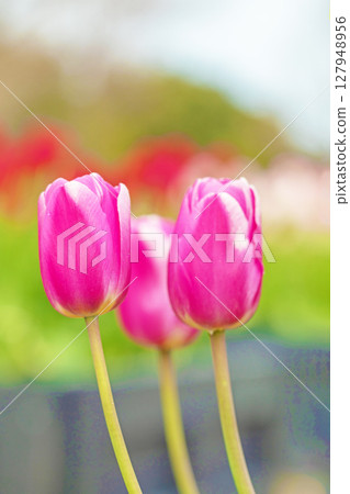 Flowers around the house - various seasonal flowers - beautiful early-blooming tulips have bloomed 127948956