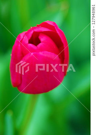 房子周圍鮮花盛開-各種季節花卉-美麗的早開鬱金香已經綻放 127948961