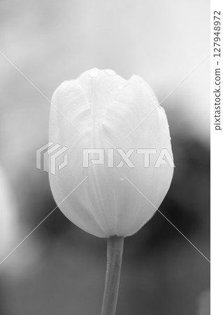 房子周圍鮮花盛開-各種季節花卉-美麗的早開鬱金香已經綻放 房子周圍鮮花盛開-各種季節花卉-美麗的早開鬱金香已經綻放 127948972