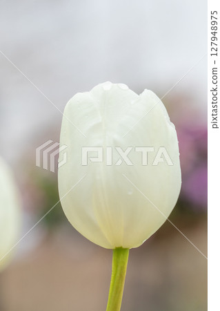 Flowers around the house - various seasonal flowers - beautiful early-blooming tulips have bloomed Flowers around the house - various seasonal flowers - beautiful early-blooming tulips have bloomed 127948975