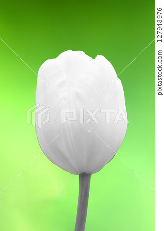 Flowers around the house - various seasonal flowers - beautiful early-blooming tulips have bloomed 127948976