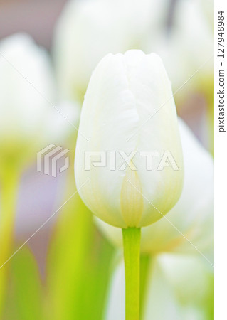 Flowers around the house - various seasonal flowers - beautiful early-blooming tulips have bloomed 127948984
