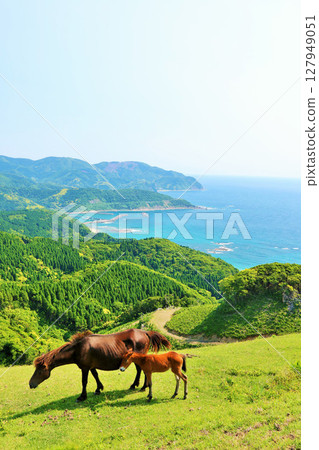 Miyazaki Prefecture, Cape Toi, Horses and Foals Under the Blue Sky 127949051