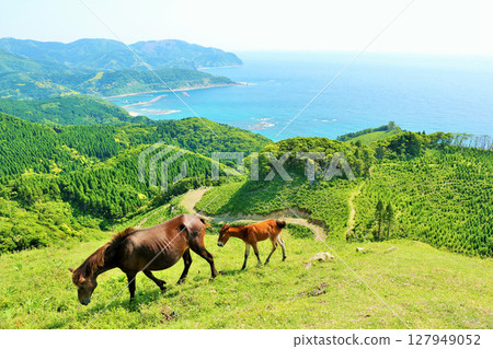Miyazaki Prefecture, Cape Toi, Horses and Foals Under the Blue Sky 127949052