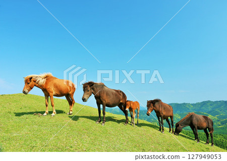 Miyazaki Prefecture, Cape Toi, Horses in the Blue Sky 127949053