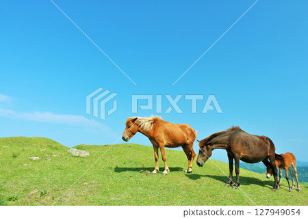 Miyazaki Prefecture, Cape Toi, Horses in the Blue Sky 127949054