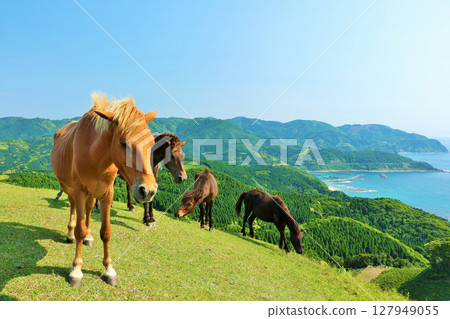 宮崎縣，都井岬，藍天下的駿馬 127949055