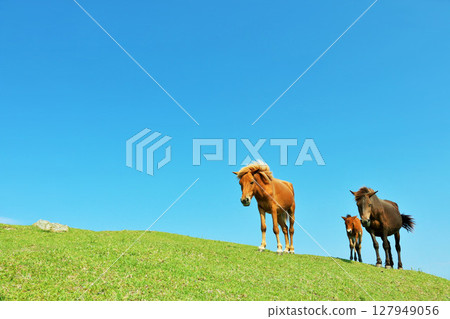 宮崎縣 都井岬 藍天下的馬和馬駒 127949056