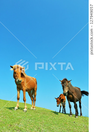 Miyazaki Prefecture, Cape Toi, Horses and Foals Under the Blue Sky 127949057