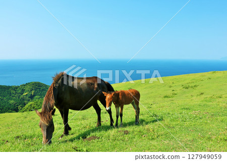 Miyazaki Prefecture, Cape Toi, Horses and Foals Under the Blue Sky 127949059