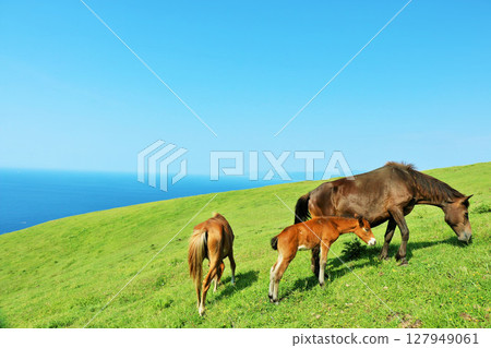 宮崎縣 都井岬 藍天下的馬和馬駒 127949061