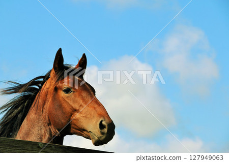 Hokkaido Aozora no Thoroughbred 127949063
