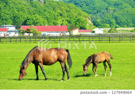 Thoroughbred farm of Hokkaido blue sky 127949064