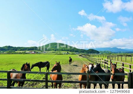 北海道藍天的良種農場 北海道藍天的良種農場 127949068