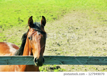 Hokkaido thoroughbred Hokkaido thoroughbred 127949070