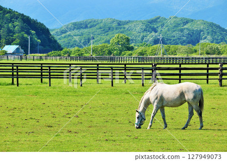 Thoroughbred farm of Hokkaido blue sky Thoroughbred farm of Hokkaido blue sky 127949073