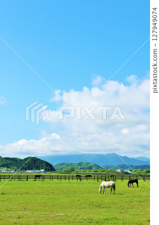 Thoroughbred farm of Hokkaido blue sky 127949074