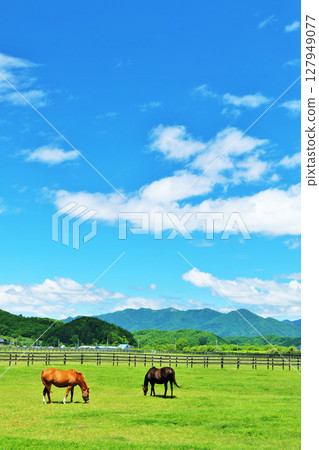 Thoroughbred farm of Hokkaido blue sky 127949077