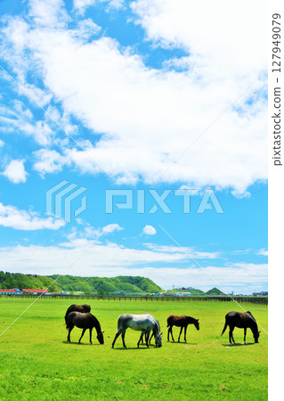 Thoroughbred farm of Hokkaido blue sky 127949079