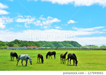 北海道藍天的良種農場 127949081