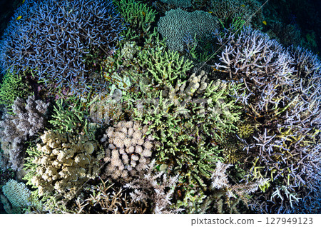 西表島海底潛水風景 127949123