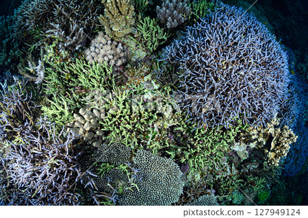 Diving scene in the sea of Iriomote Island Diving scene in the sea of Iriomote Island 127949124