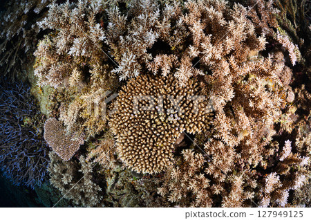 西表島海底潛水風景 西表島海底潛水風景 127949125