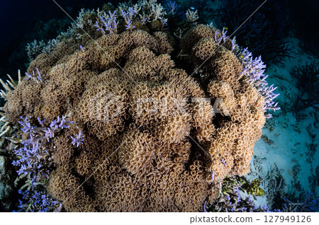 Diving scene in the sea of Iriomote Island 127949126