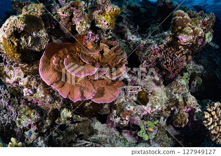 Diving scene in the sea of Iriomote Island Diving scene in the sea of Iriomote Island 127949127