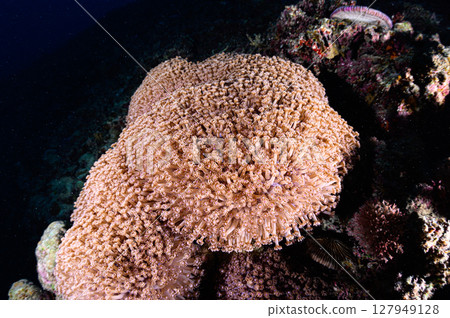 Diving scene in the sea of Iriomote Island Diving scene in the sea of Iriomote Island 127949128