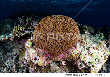 Diving scene in the sea of Iriomote Island 127949129