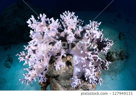 Diving scene in the sea of Iriomote Island Diving scene in the sea of Iriomote Island 127949131