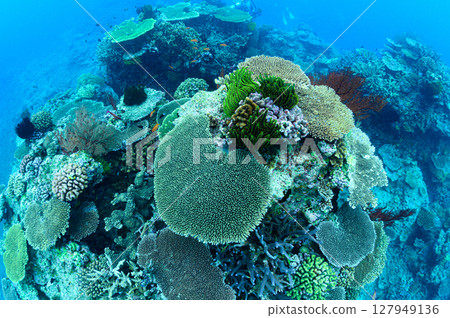 西表島海底潛水風景 127949136
