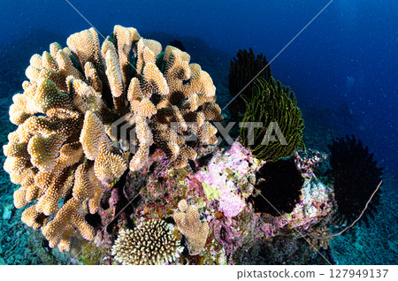 Diving scene in the sea of Iriomote Island 127949137