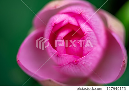 Pink lotus petal 127949153